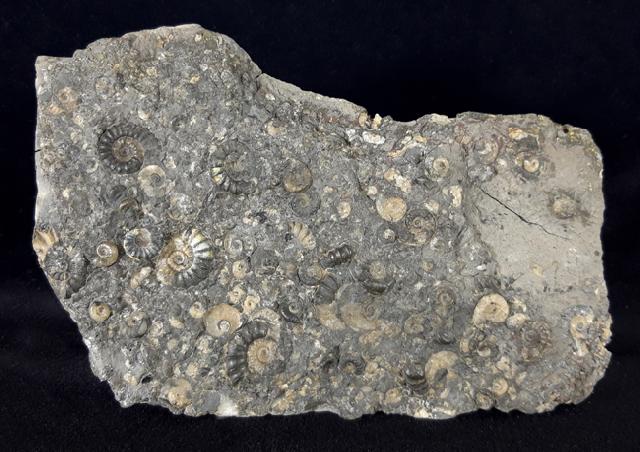 Promicroceras sp. SPATH 1925, Cymbites sp. (NEUMAYR 1878) & ?Gagaticeras sp. BUCKMANN1913 - Bild © FossNet FossilienStore
